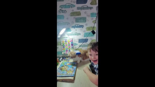 Видео про вислоухих кошек и всё про канал кошечка мурочка кс!mur!2022г