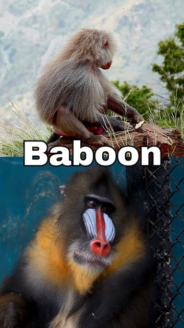 Baboon: Animals for Kids!: African Animals, First Words, Wild Adventures! Real animal videos.