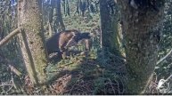Tēva mīlule LDF tiešraide "Mazais ērglis (Clanga pomarina), ligzda eglē