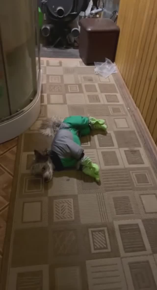 Веселая Собака
