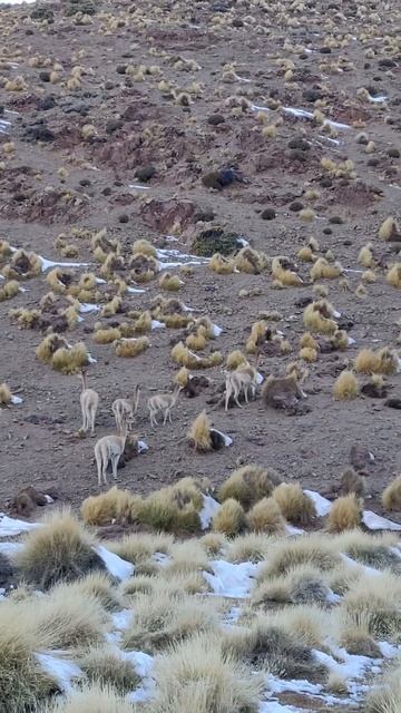 Викунья (Vicugna vicugna), Catamarca, Antofalla, 05.2023
