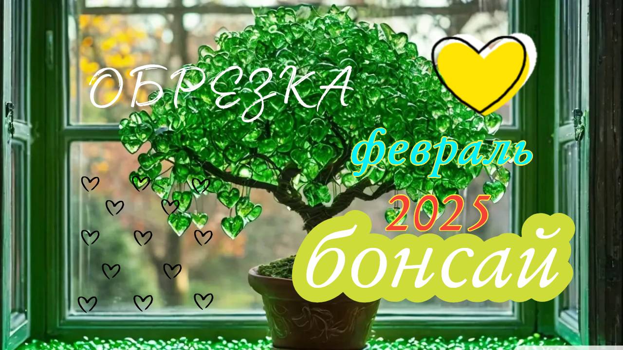 Фикусы Бенджамина // Формирование Бонсай // февраль 2025 // Кактус Фикус и Бонсай