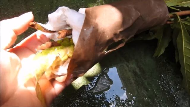 👉 COMO FAZER MUDAS DE ABIU TICUNA POR ESTAQUIA  ( Pouteria Caimito)  🌱🌱🌳