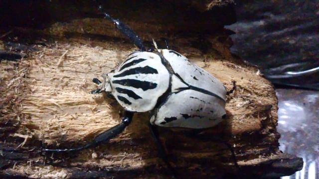 Super White specimen - Goliathus orientalis preissi
