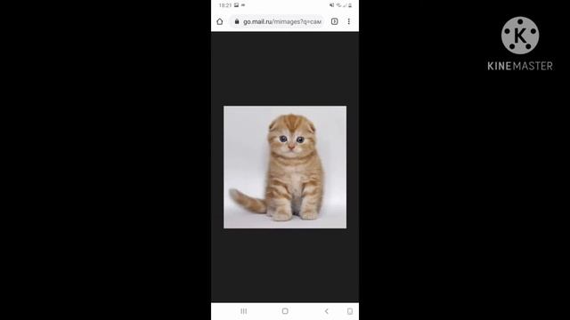 Самые милые кошки.