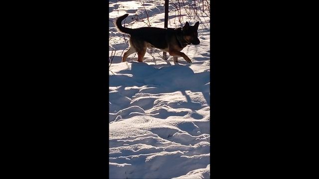 Овчарка. собака. Том..