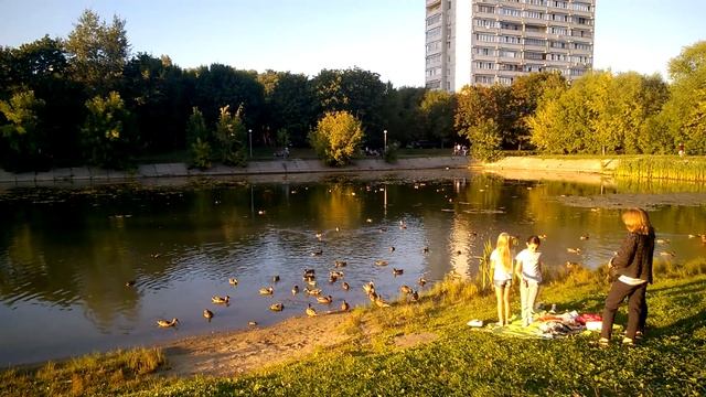 Утки. Август. Лето. Пруды.