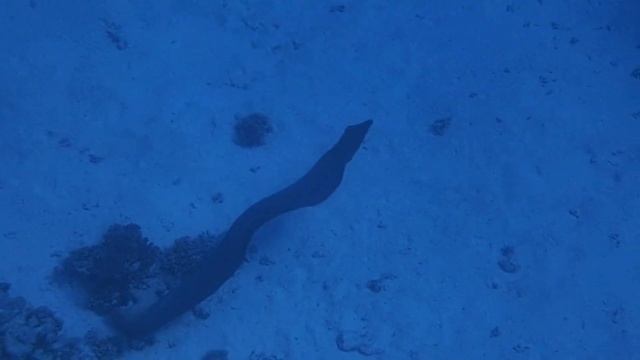 Гигантская мурена Giant moray Gymnothorax javanicus PC050103