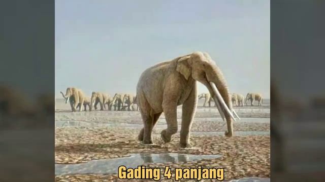 Evolusi Gajah: Dari Gajah Purba Hingga Gajah Modern