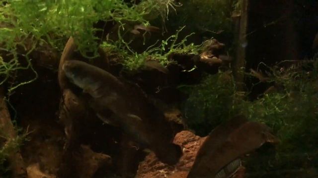 My snakeheads (Channa gachua): Fry 6 weeks old!