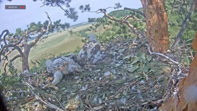 29.06.2021 7:38 Алтынай улетает. Птенец внимательно слушает кукушку. Алтынай с сосновой веткой.