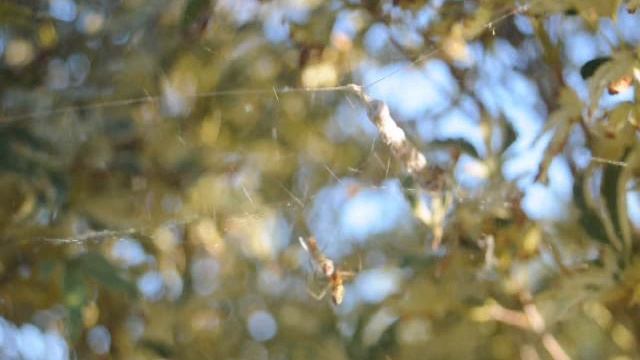 Casper, My Pet Spider