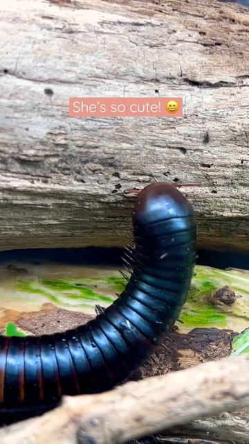 Giant African Millipede exploring 😄🌱