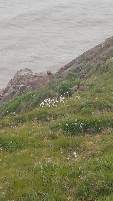 Сезон 15 серия 114 Тоже сокол