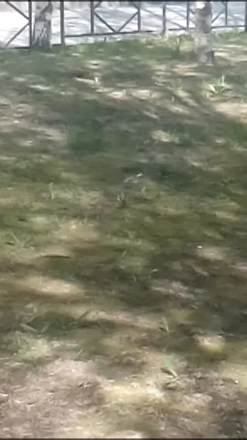 Жизнь птицы