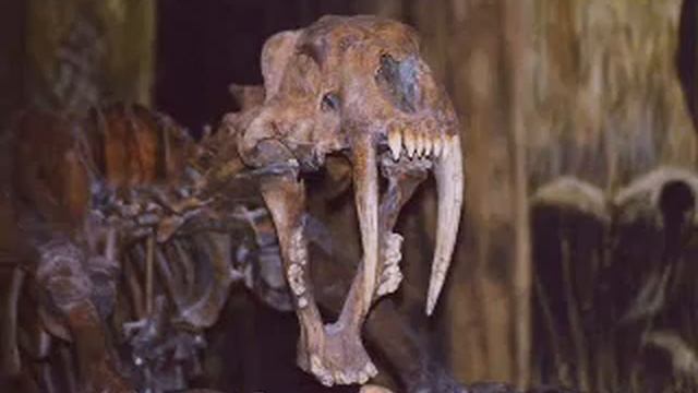 My tribute to the Smilodon