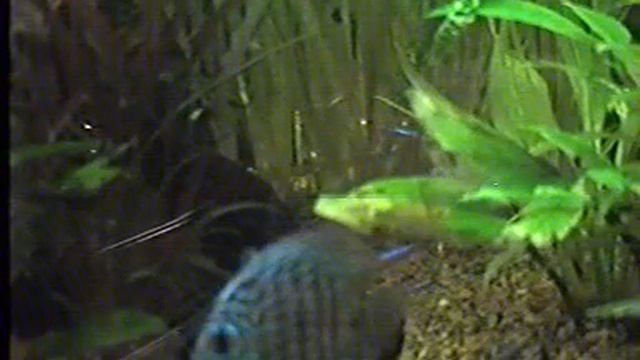 Aqarium 500 l discus