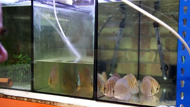 FREE Discus? I got new fish!