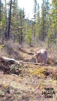 Лесная тропа на Аляске