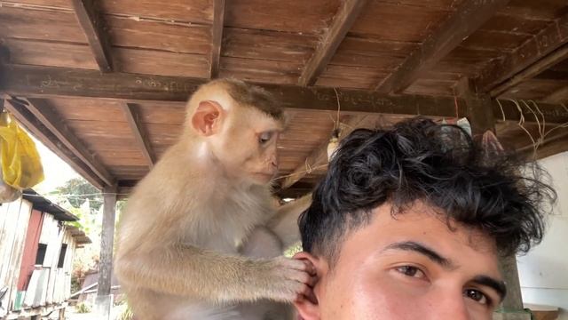 ASMR Monkey Grooming| Smart Zueii Grooming And Message My Eyebrow