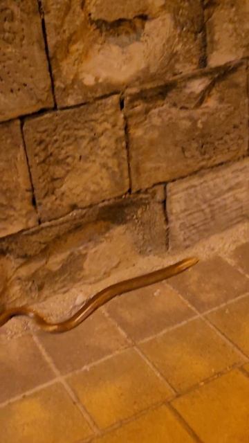 Змеи в Сочи. Курортный проспект.