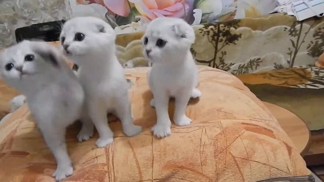 Шотландские котята в драгоценной шубке.