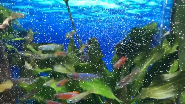 Кормление стада декапсулированной артемией