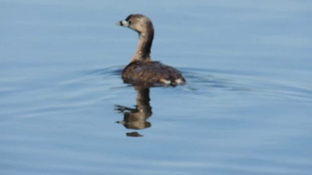 Pied Billed Grebe