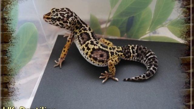 Leopardgeckos, Kornnattern, Gottesanbeterin Creobroter