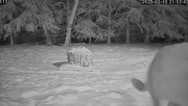 Пенек кота уже не интересует-запрыгнул на верх-птичья кормушка