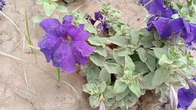 Best flowers In magenta color