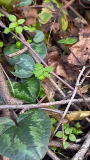 Вестники весны. Лесная сказка #красотаприроды #shortvideo #flowers #первоцветы #shorts #подснежник