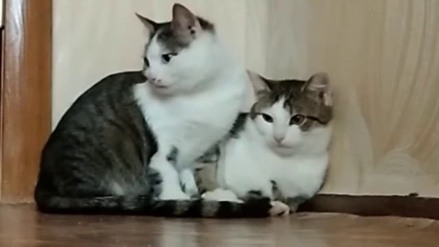 Что если оставить камеру с котами без присмотра?😨