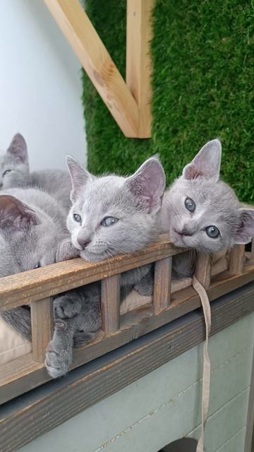 Котята Русская голубая помёт R