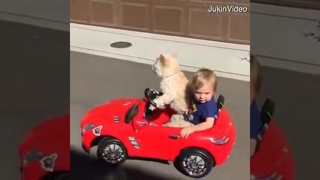 Собаки ,лучшие друзья!!