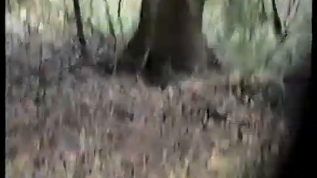 Лес Старины - Старинный лес.