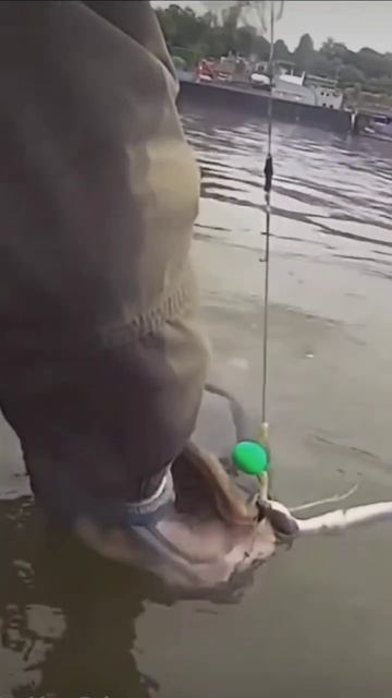 Pterodactyl caught fishing 😎😎😎😎😅 #ashortaday #dailyvlog #funny #dailyshort #cashszn #daily #fypage