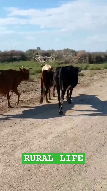 #bull#бык#коровы#скот#奶牛