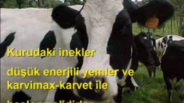3 kuru  dönem