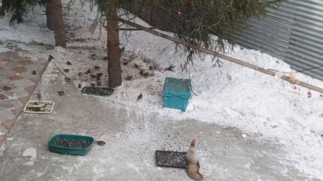 морозное утро.