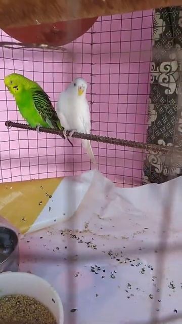 love birds fan cage tamil #shorts #pigeon