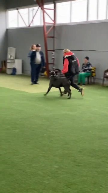 Перерыв между упражнениями #tttt #cane #канекорсо #canecorso #canecorsoitaliano #канекорсоитальяно