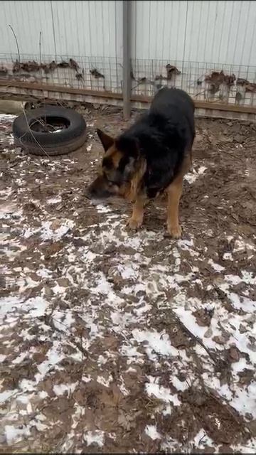 Брут
