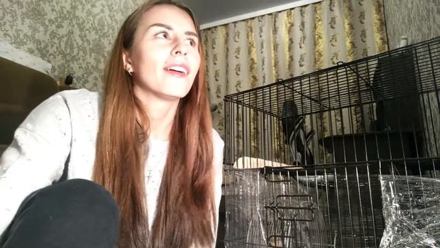 Как и почему я назвала своих Дегу Билли и Вилли?