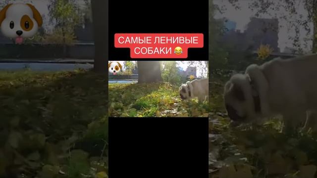 Самые ленивые собаки 🐕