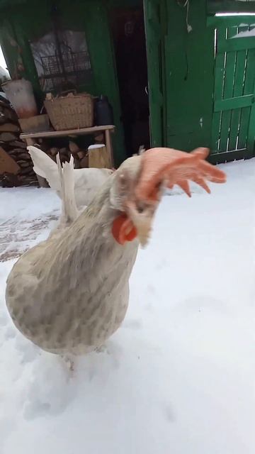 My hen went nuts!
