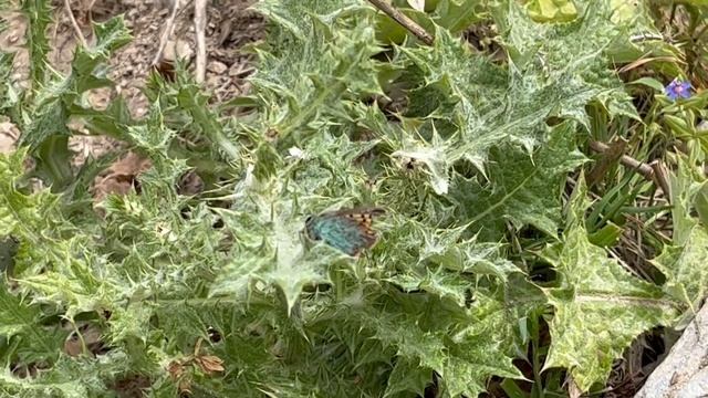 バルスシジミTomares ballus (Provence Hairstreak) 2023/05/04 Albanches Spain