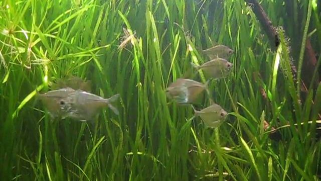 Discus Tetra.avi
