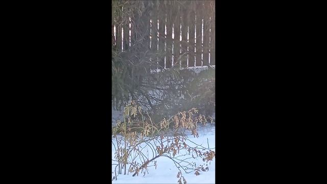 Собака. Овчарка. Том.