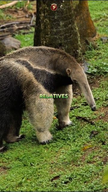 Giant Anteater | Facts Family #animals #facts #factsfamily